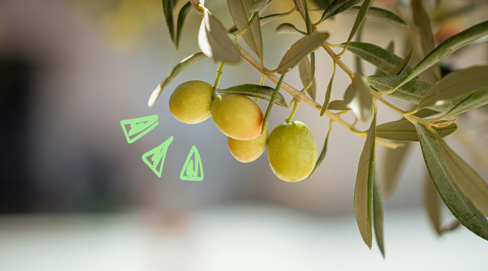 Dieta śródziemnomorska chroni mózg